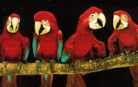 comic parrots picture